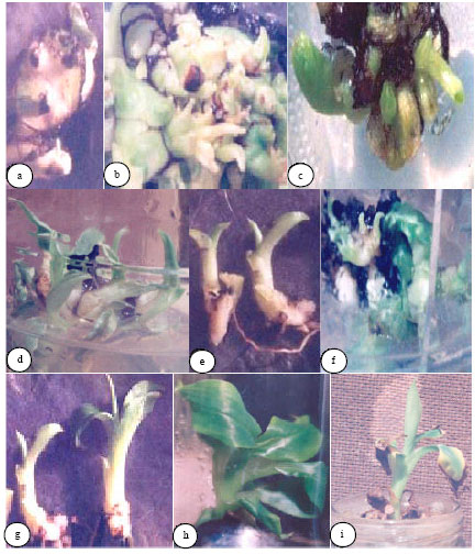 Image for - Bio-Chemical Contents and Micro-Propagation Efficiency in Banana
