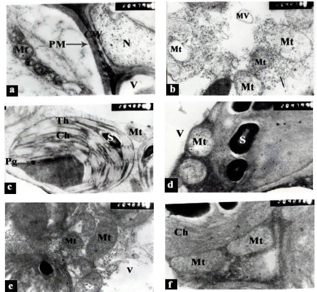 Image for - Role of Glycinebetaine and Ascorbic Acid in the Alleviation of Salt-Stress Induced Micro-Morphological Damages in Sweet Pepper Seedlings