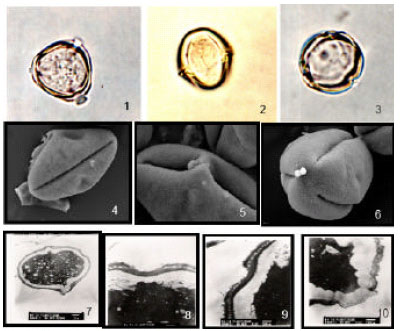 Image for - Palynological and Cytological Characters of Three Species of Genus Solanum (Family: Solanaceae) from Saudi Arabia