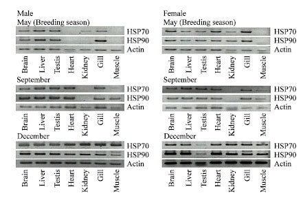 Image for - Cloning and Expression of HSP70 and 90 mRNA from Bluegill Lepomis macrochirus 