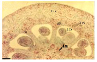 Image for - Structural and Developmental Studies on Oil Producing Reproductive Organs in Lime (Citrus aurantifolia Swingle)