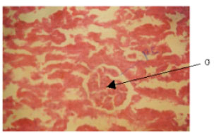 Image for - Histopathological Effect of Piper guineese Extract on Wistar Rats