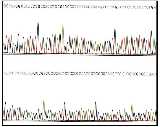 Image for - Optimization of the Sample Preparation Method for DNA Sequencing