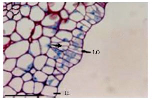 Image for - Structural and Developmental Studies on Oil Producing Reproductive Organs in Lime (Citrus aurantifolia Swingle)