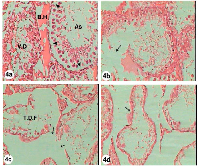 Image for - Testicular Histopathological Alterations in Rats Treated with Sumithion® NP 25/2.5 EC, Insecticide