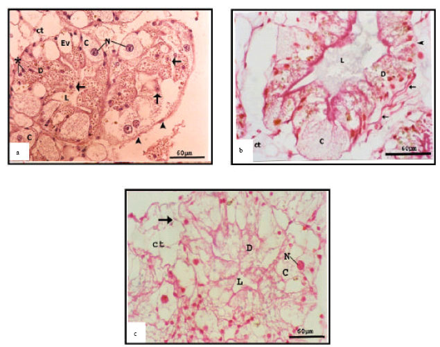 Image for - Histological and Ultrastructural Changes Induced by Two Carbamate Molluscicides on the Digestive Gland of Eobania vermiculata