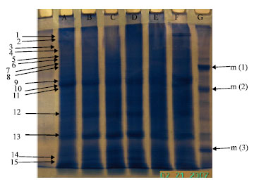 Image for - Qualitative and Quantitative Evaluation of Proteins During Different Stages of Somatic Embryogenesis from Leaf Explant in Hyoscyamus niger L.