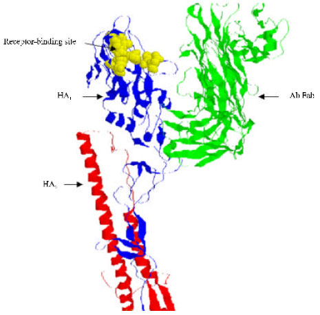 Image for - Structure of the Sialic Acid Binding Site in Influenza A Virus: Hemagglutinin