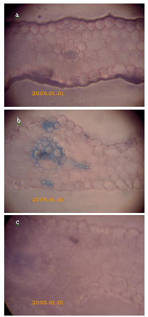 Image for - Anatomical and Morphological Changes Caused by Interaction Between UV-C Radiation and Colonized Wheat by Some Species of Arbuscular Mycorrhizas
