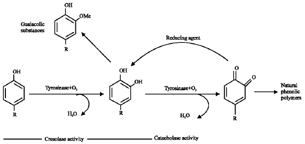 Image for - The Banana Pulp Polyphenol Oxidase is a Tyrosinase