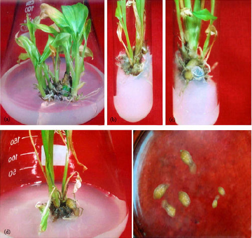 Image for - In vitro Microrhizome Induction in Curcuma zedoaria (Christm.) Roscoe-A Conservation Prioritized Medicinal Plant