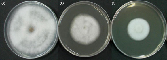Image for - Potential of a Soil-Borne Streptomyces hygroscopicus for Biocontrol of Anthracnose Disease Caused by Colletotrichum gloeosporioides in Orchid