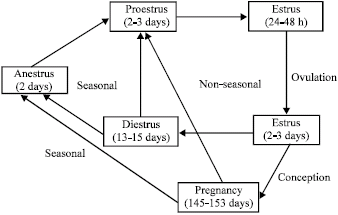 Image for - Estrus Synchronization and Superovulation in Goats: A Review