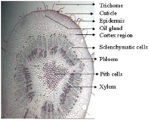 Image for - Morphoanatomy of Stems of Murraya koenigii Spreng
