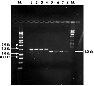 Image for - Extensive DNA Sequence Variations in Two Lignin Genes, Cinnamate 4-Hydroxylase and Cinnamyl Alcohol Dehydrogenase from Acacia mangium and Acacia auriculiformis