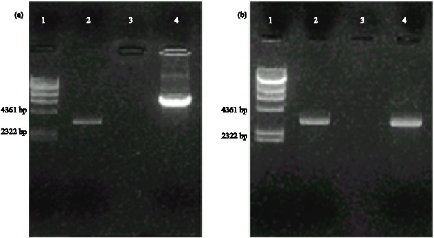 Image for - Isolation and Sequence of the Phosphoenolpyruvate Carboxylase Gene  of the Marine Cyanobacterium Synechococcus PCC 7002