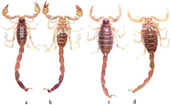 Image for - A New Species of Psammophilic Scorpion From Iran (Scorpions: Buthidae)