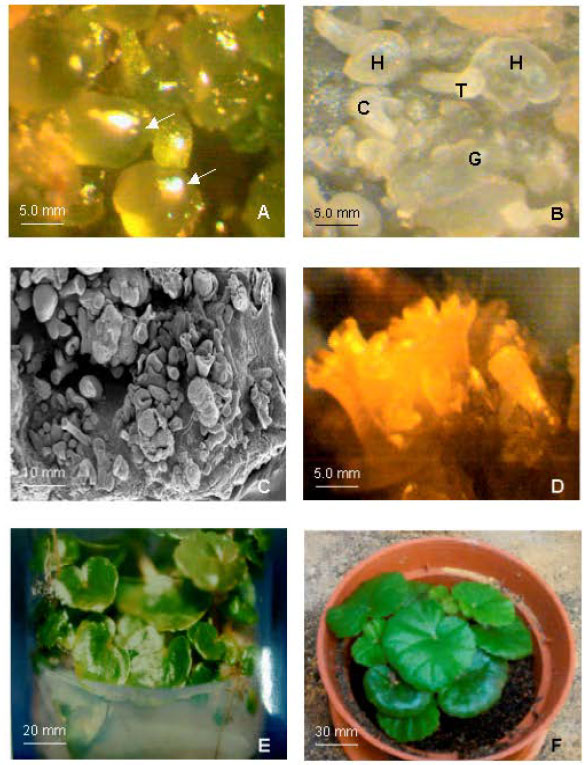 Image for - Induction of Somatic Embryogenesis and Plant Regeneration in Begonia x hiemalis Fotsch. in vitro