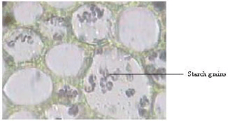 Image for - Morphoanatomy of Stems of Murraya koenigii Spreng