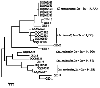 Image for - Cloning and Molecular Characterization of Nine α-gliadin Genes from Triticum turgidum ssp. paleocolchicum