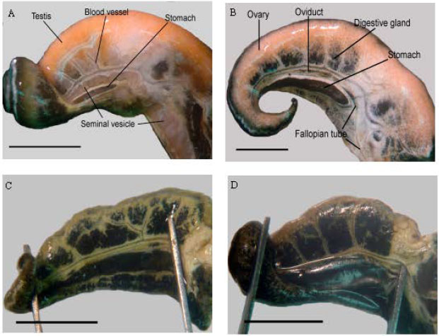 Image for - Sexual Maturity and Sex Determination in Strombus canarium Linnaeus, 1758 (Gastropoda: Strombidae)