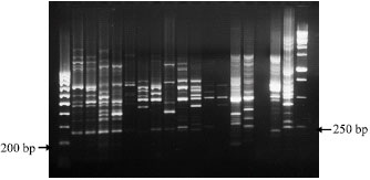 Image for - Isolation and Identification of Mannheimia haemolytica and Pasteurella multocida in Sheep and Goats using Biochemical Tests and Random Amplified Polymorphic DNA (RAPD) Analysis