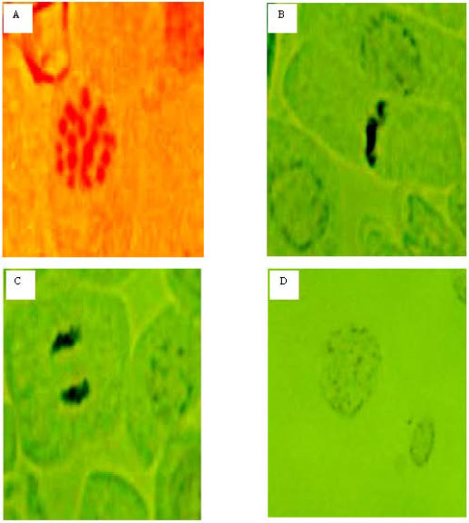Image for - Analysis of Cytological Activities in Sugar Beet Calluses