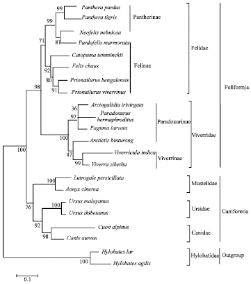 Image for - Phylogenetic Relationships of Wildlife Order Carnivora in Thailand Inferred from the Internal Transcribed Spacer Region