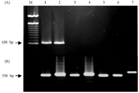 Image for - Specific Polymerase Chain Reaction-Based Assay for the Identification of the Arbuscular Mycorrhizal Fungus Glomus intraradices