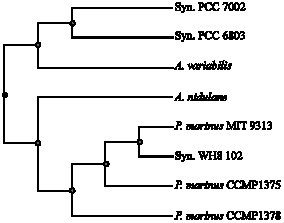 Image for - Isolation and Sequence of the Phosphoenolpyruvate Carboxylase Gene  of the Marine Cyanobacterium Synechococcus PCC 7002