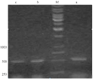 Image for - Identification of an Isolate of Pseudomonas aeroginosa Deposited in PTCC as a PHA Producer Strain: Comparison of Three Different Bacterial Genomic DNA Extraction Methods