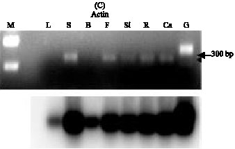 Image for - Molecular Characterization of Dg3, a cDNA that Encodes a Novel Lipid Transfer Protein in Brassica napus