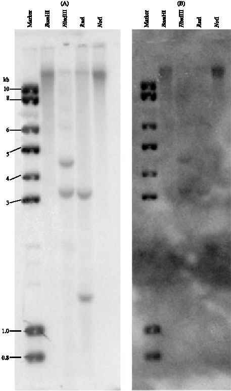 Image for - Molecular Characterization of Dg3, a cDNA that Encodes a Novel Lipid Transfer Protein in Brassica napus