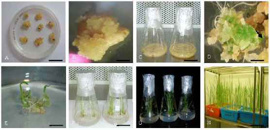 Image for - Improvement of Plant Regeneration from Embryogenic Suspension Cell Culture of Japonica Rice