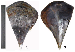 Image for - New Distribution Record of Two Pen Shells (Bivalvia: Pinnidae) from the Seagrass Beds of Sungai Pulai, Johore, Malaysia