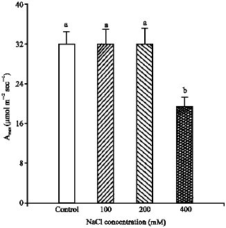 Image for - Photosynthetic Response of Elephant Grass (Pennisetum purpureum) to NaCl Salinity