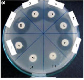 Image for - In vitro Antibacterial Activity of Methanol Extract of A Sponge, Geodia sp. Against Oxytetracycline-Resistant Vibrio harveyi and its Toxicity
