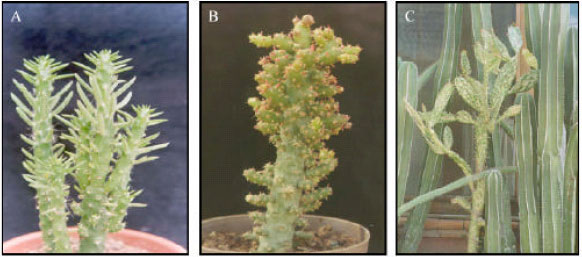 Image for - Phytoplasmas Associated to Diseases of Ornamental Cacti in Mexico