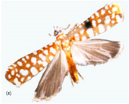 Image for - Developmental Biology of the Tiger Moth, Atteva sciodoxa Meyrick (Lepidoptera: Yponomeutidae) under Laboratory Conditions