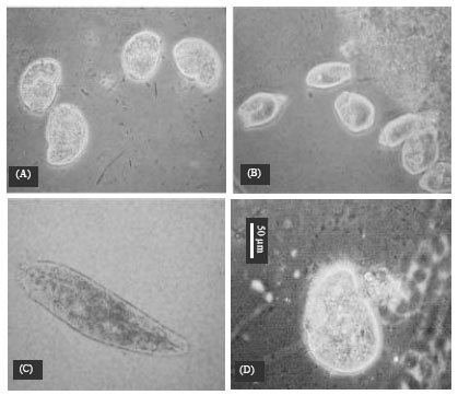 Image for - Allocation and Abundance of Protozoa among Soil Aggregates