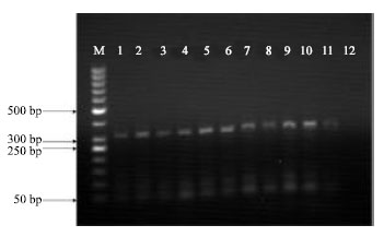 Image for - Isolation and Identification of Lactobacillus casei and Lactobacillus plantarum from Plants by PCR and Detection of their Antibacterial Activity