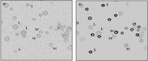 Image for - Analysis of Primary Human Keratinocytes using Polyclonal Antibodies
