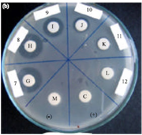 Image for - In vitro Antibacterial Activity of Methanol Extract of A Sponge, Geodia sp. Against Oxytetracycline-Resistant Vibrio harveyi and its Toxicity