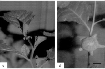 Image for - A Derived Pentaploid Hybrid from Solanum macrocarpon L. (Solanaceae) and its Induced Multiploid Mutant