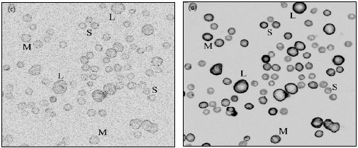 Image for - Analysis of Primary Human Keratinocytes using Polyclonal Antibodies