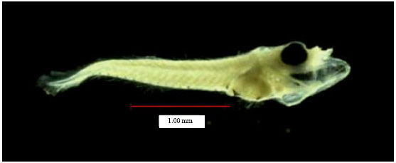 Image for - Feeding Habits and Temporal Variation of Diet Composition of Fish Larvae (Osteichthyes: Sparidae) in the Sungai Pulai Seagrass Bed, Johore, Peninsular Malaysia