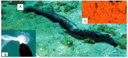 Image for - New Observation of Three Species of Sea Cucumbers from Chabahar Bay (Southeast Coasts of Iran)