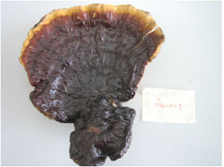 Image for - Laccase Activity from Fresh Fruiting Bodies of Ganoderma  sp. MK05: Purification and Remazol Brilliant Blue R Decolorization