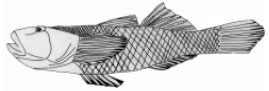 Image for - Scale Morphology of Tank Goby Glossogobius giuris (Hamilton-Buchanan, 1822) (Perciformes: Gobiidae) using Scanning Electron Microscope