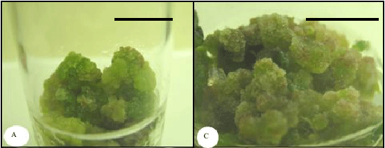 Image for - An in vitro Ovule Culture Technique for Producing Interspecific  Hybrid Between Tartary Buckwheat and Common Buckwheat